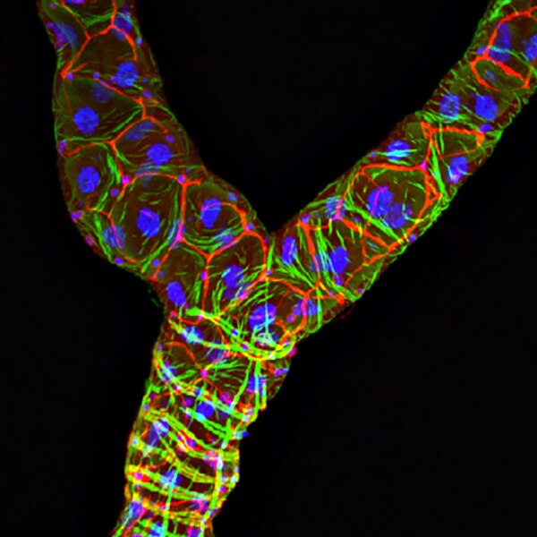 Confocal microscope image of Drosophila Malpighian tublules labeled with DSHB antibody C566.9 (red). PMID: 35594355, Fig. S3A.